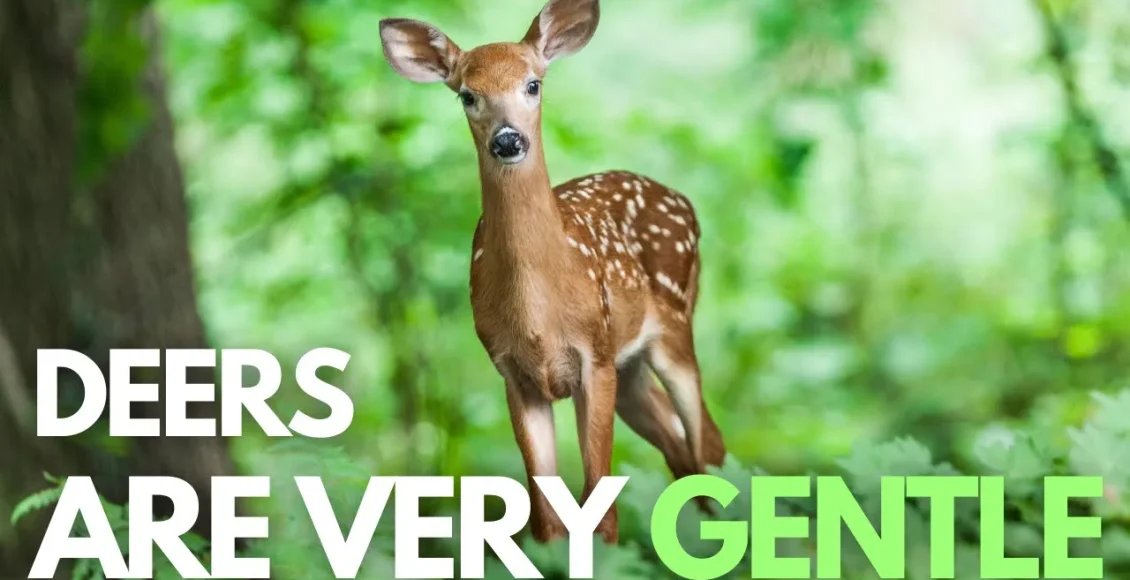 گله کمیاب ترین گوزنهای خالدار با زیبایی فراتر از انتظار