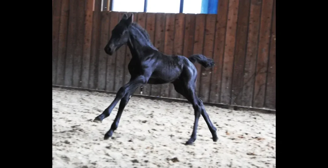 اسب فریزی سیاه که فقط 10 روز دارد و بسیار پر انرژی است