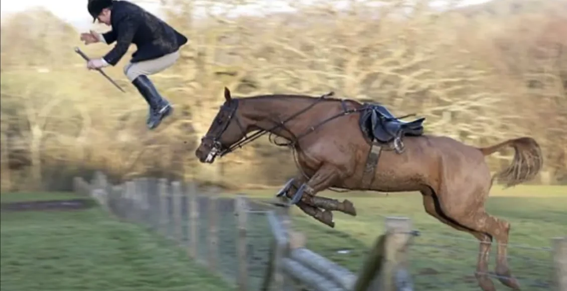 اسب‌های بامزه که حال و هوای شما را عوض می‌کنند