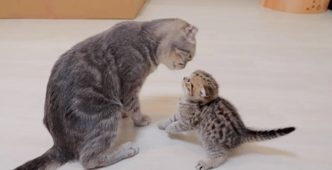 بچه گربه بامزه که به حرف مادرش گوش نمیدهد و تنبیه می‌شود