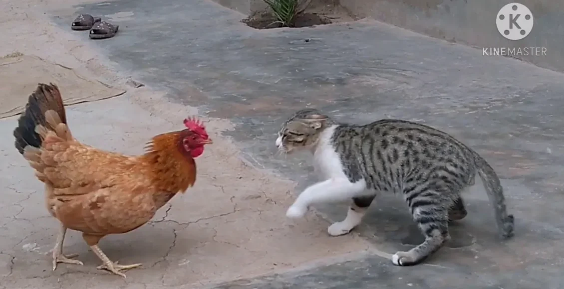 جنگ و دعوای واقعی بین گربه زورگو و خروس عصبانی