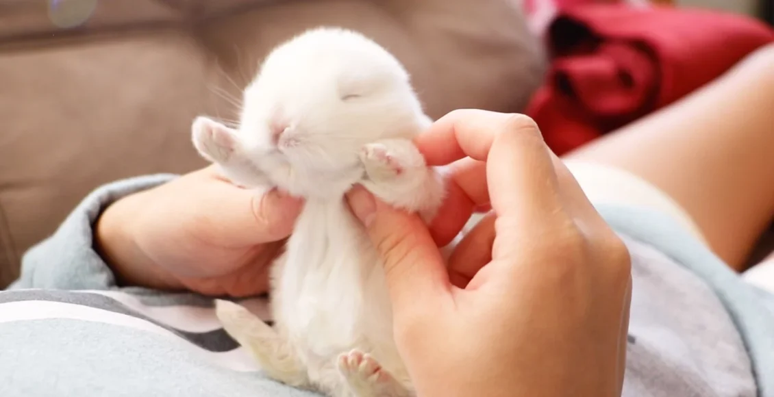 خرگوش دست آموز کوچولو که اندازه یک کف دست است