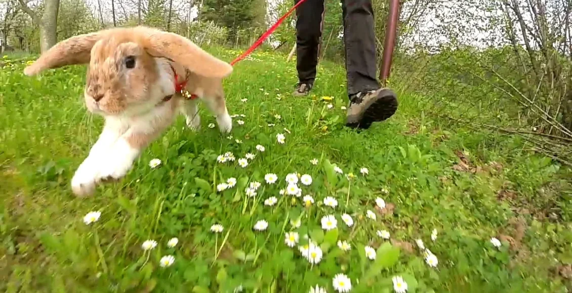 خرگوش پر انرژی و شاد که با وجود قلاده‌اش می‌دود و بازی می کند