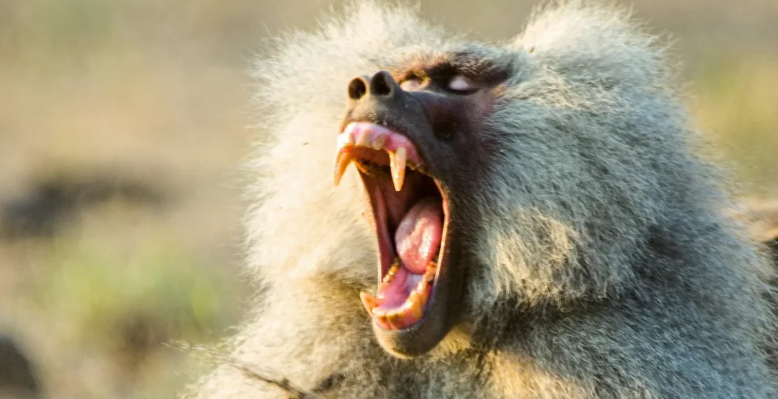 راز بقای میمون‌های بابون و زندگی دسته جمعی آنها