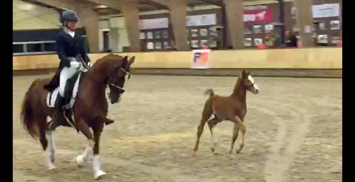 رقص کره اسب با استعداد در کنار مادرش