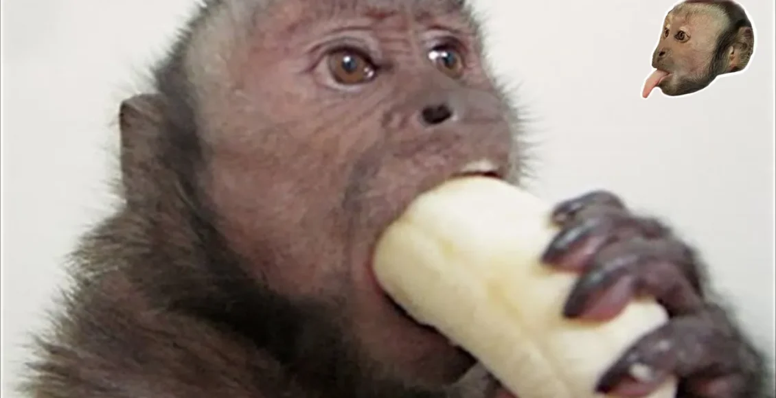 میمون کاپوچین که با روش جالب خود موز را به شکل هنری میخورد