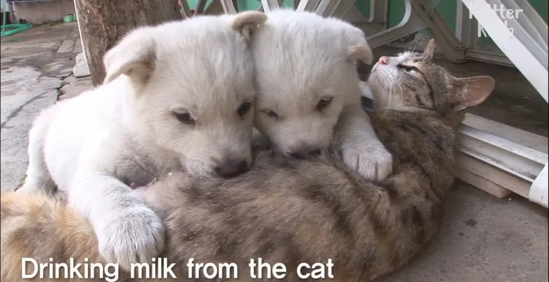 مامان گربه مهربان که از توله سگ‌های ناز مراقبت می‌کند و به آنها شیر می‌دهد