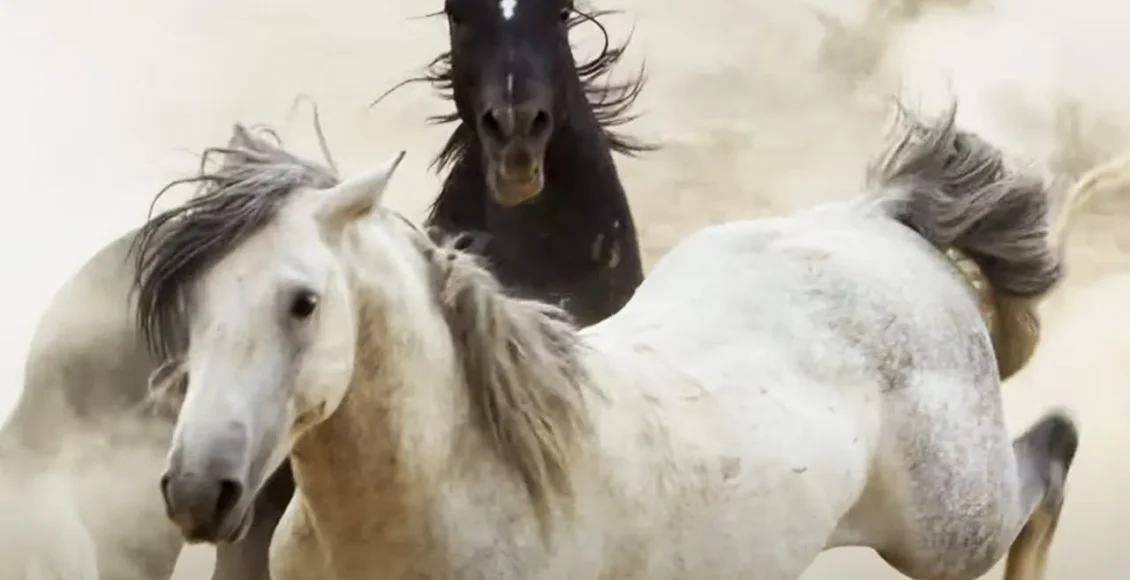 مبارزه وحشیانه اسب‌ها از نژادهای مختلف با یکدیگر