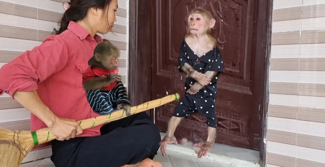 میمون بی‌ادب که دوستش را کتک می زند توسط مادرشان جریمه می شود