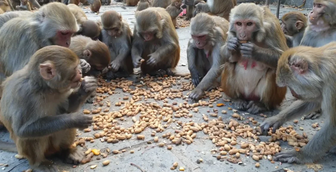 میمون‌های گرسنه که عاشق بادام زمینی هستند و بادام زمینی ها را به سرعت می خورند
