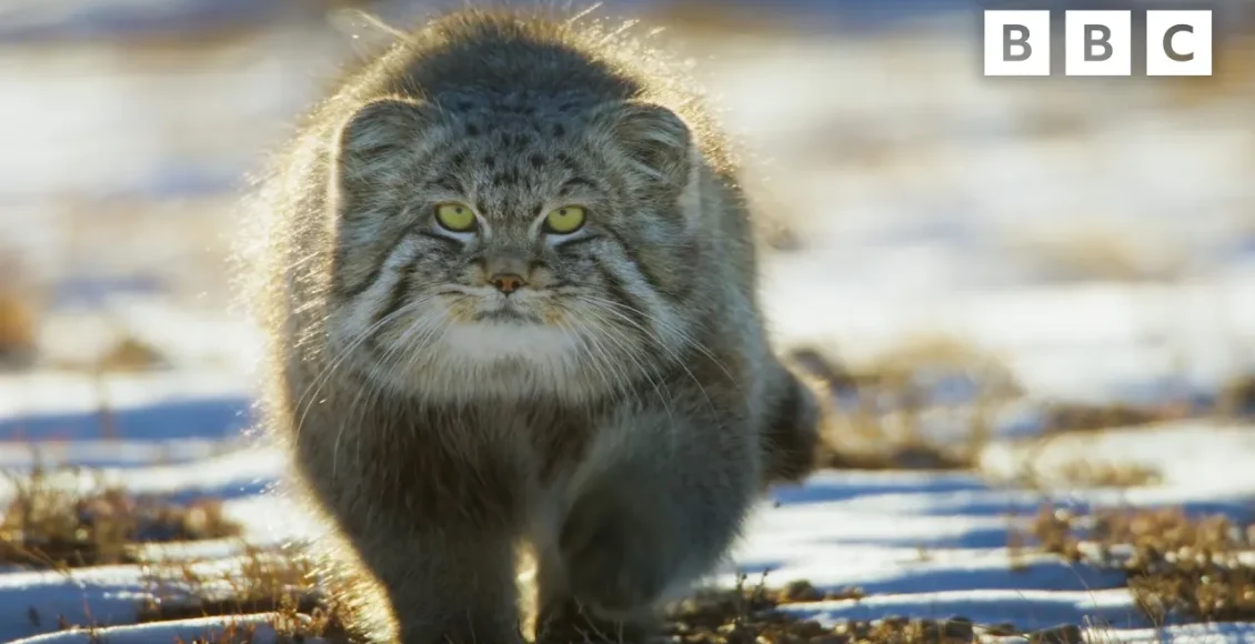 وحشی‌ترین گربه جهان که در میان برف ها زندگی می‌کند