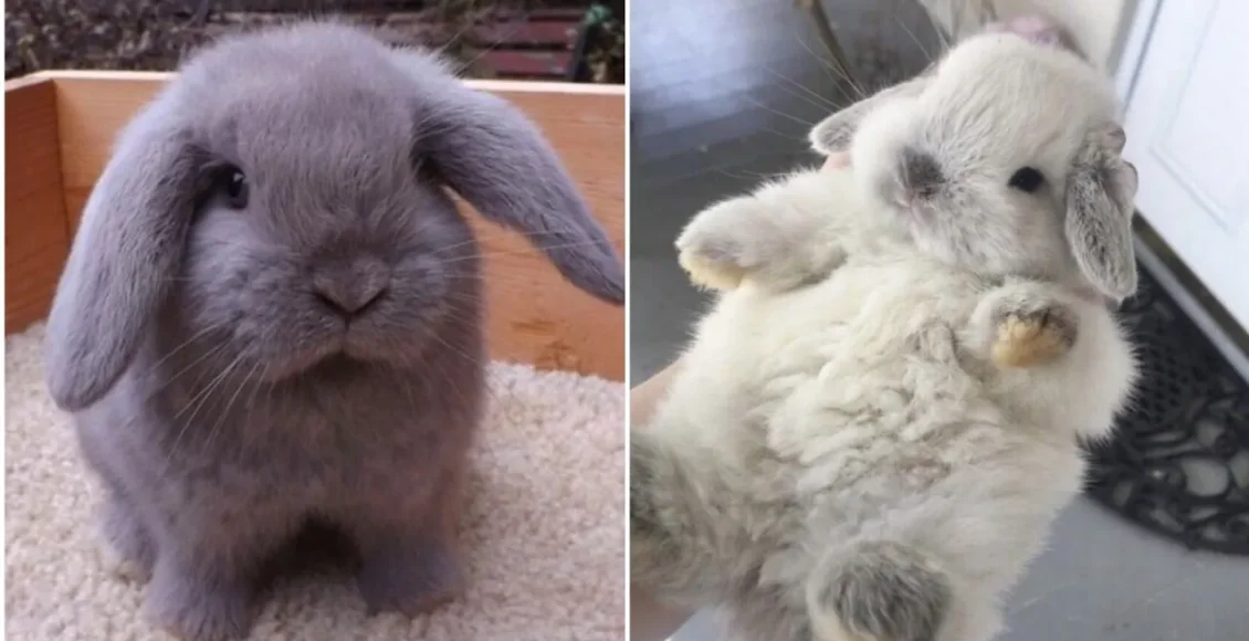 ویدیوهای خنده دار از خرگوش‌های بامزه که کار های مختلف انجام می دهند