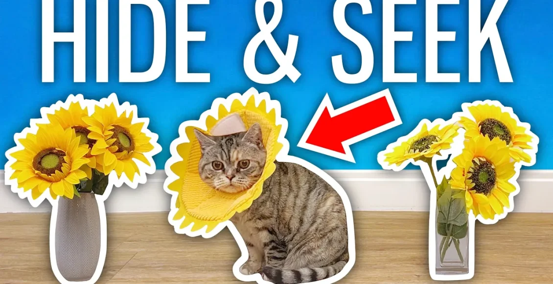 چالش های جالب و سرگرم کننده با گربه‌های سیاه که فقط چشم هایشان دیده می‌شود