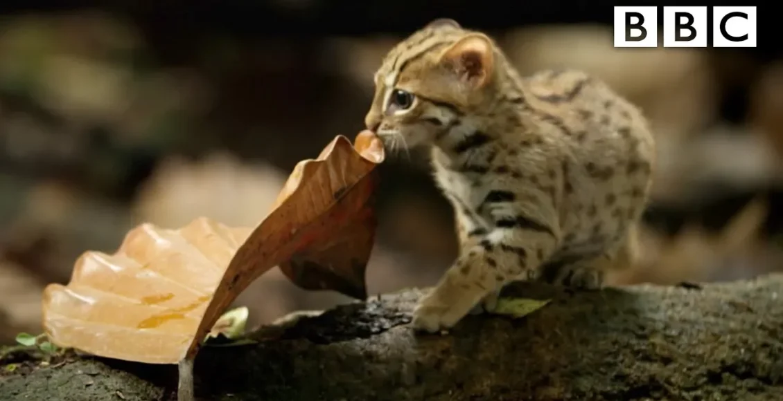 کوچکترین گربه جهان که در طبیعت وحشی از پس خودش بر می‌آید