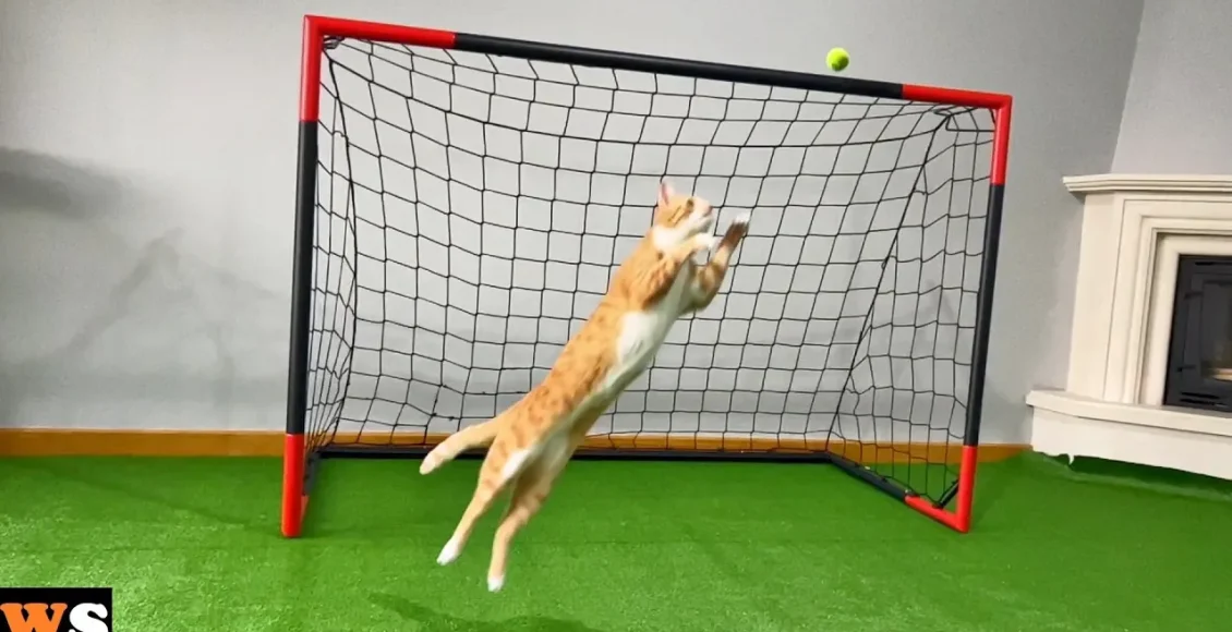 گربه دروازه‌بان که مشغول بازی فوتبال شده و به خوبی از دروازه محافظت می کند
