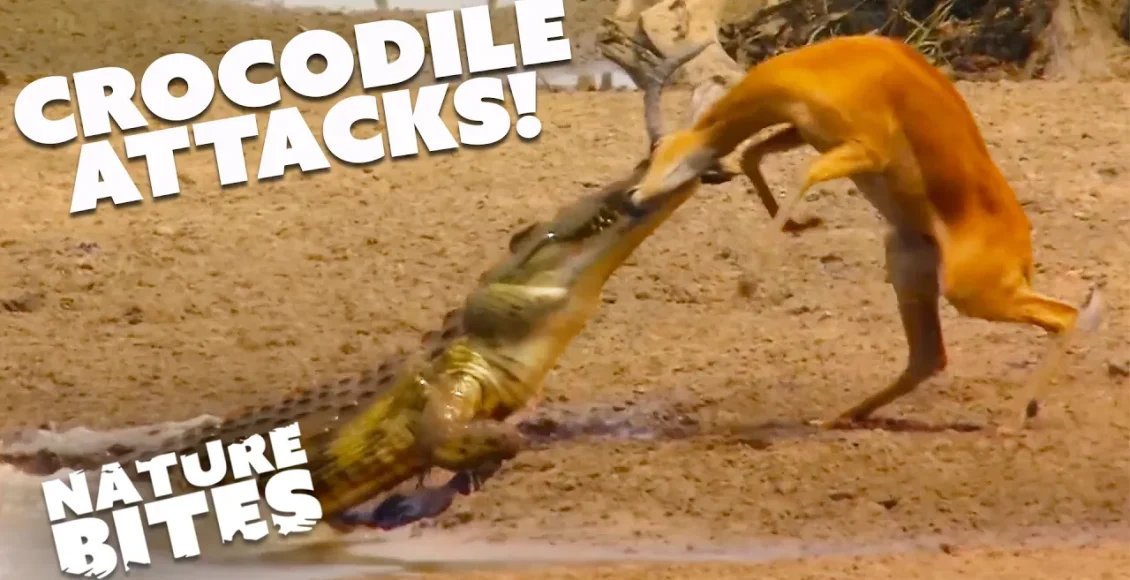 آهوهای آرام که در مقابل رفتار غارتگرانه کروکودیل‌ها متعجب اند