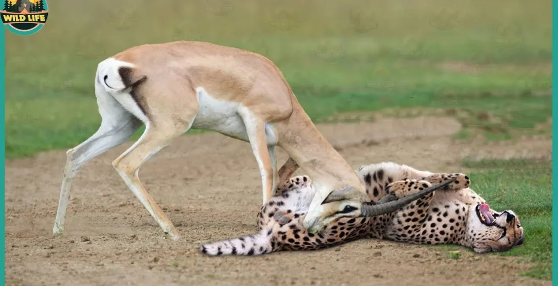 آهوهای شاخدار و دیگر حیواناتی که با شاخ هایشان شکار می کنند