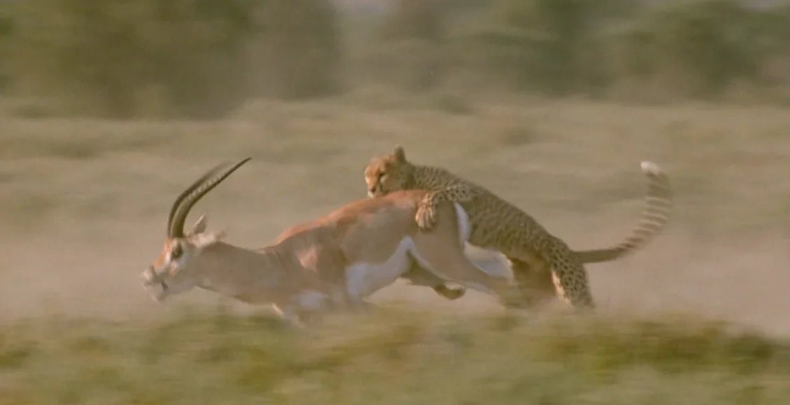 آهوی زرنگ که به سرعت از دست یوزپلنگ فرار می کند