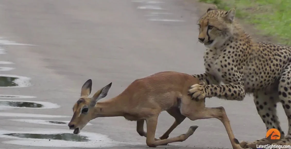 آهوی ضعیف که به دست یوزپلنگ تازه کار کشته می شود