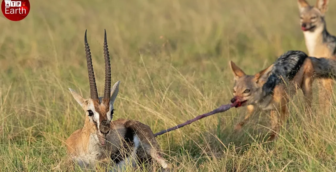 آهوی مادر برای نجات کودکش تن به جنگ های نا عادلانه می دهد
