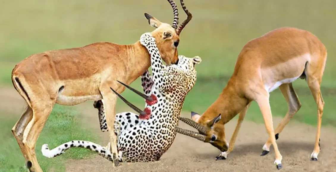 آهوی نیرومند که یوزپلنگ با این عظمت را از بین می‌برد