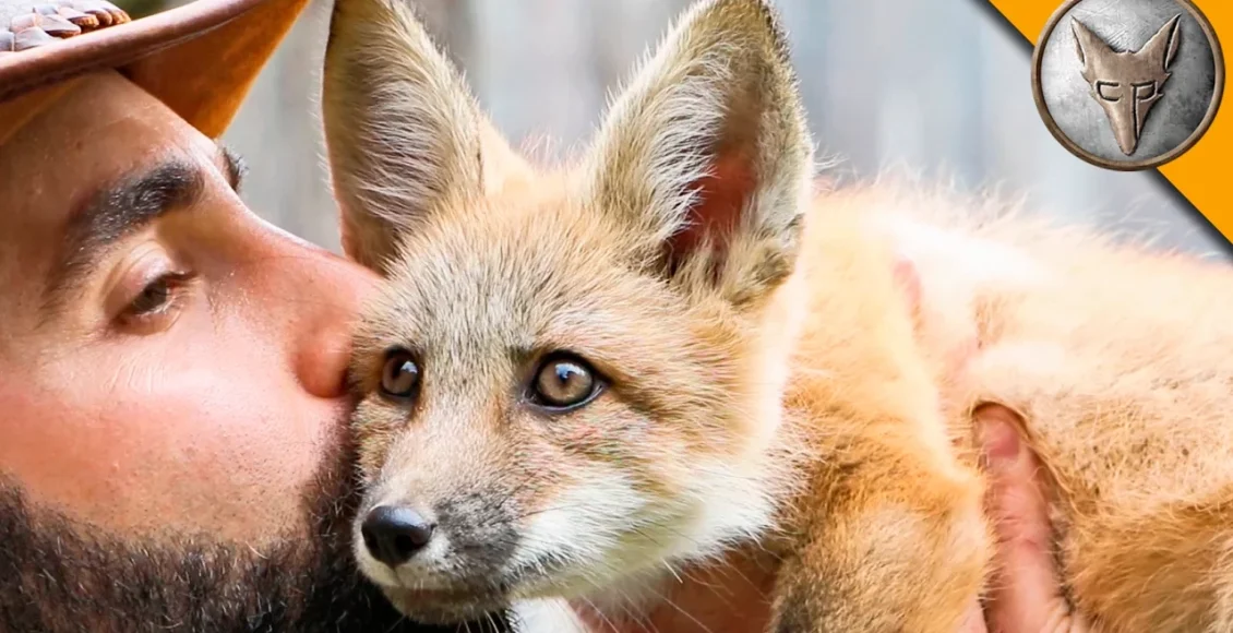 بچه روباه دوست داشتنی که با این مرد بازی می کند