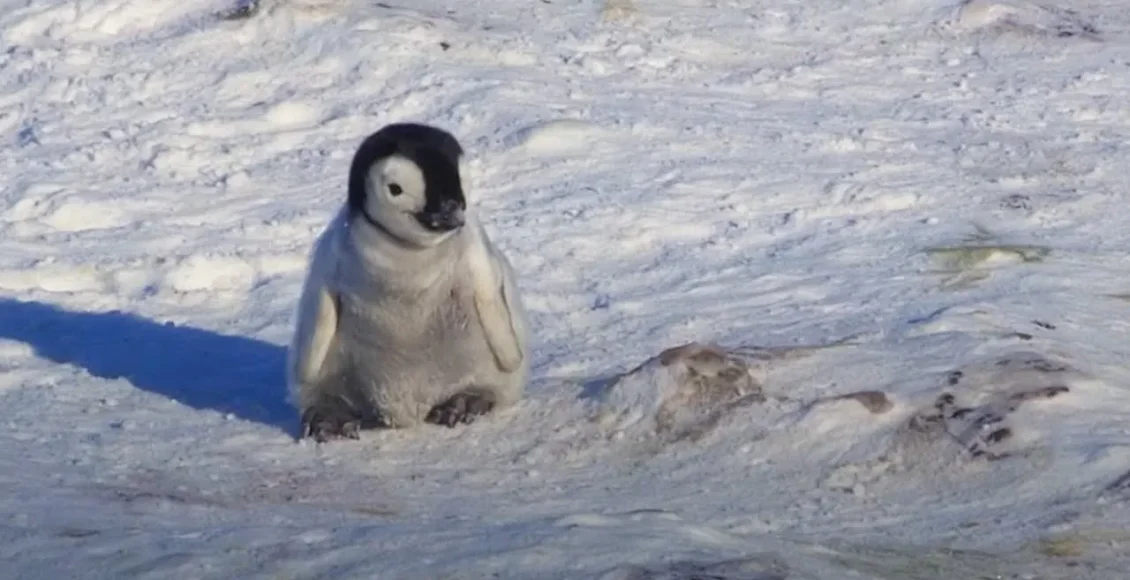 بچه پنگوئن که در جمعیت پنگوئن‌ها سعی می کند برای خود دوست پیدا کند