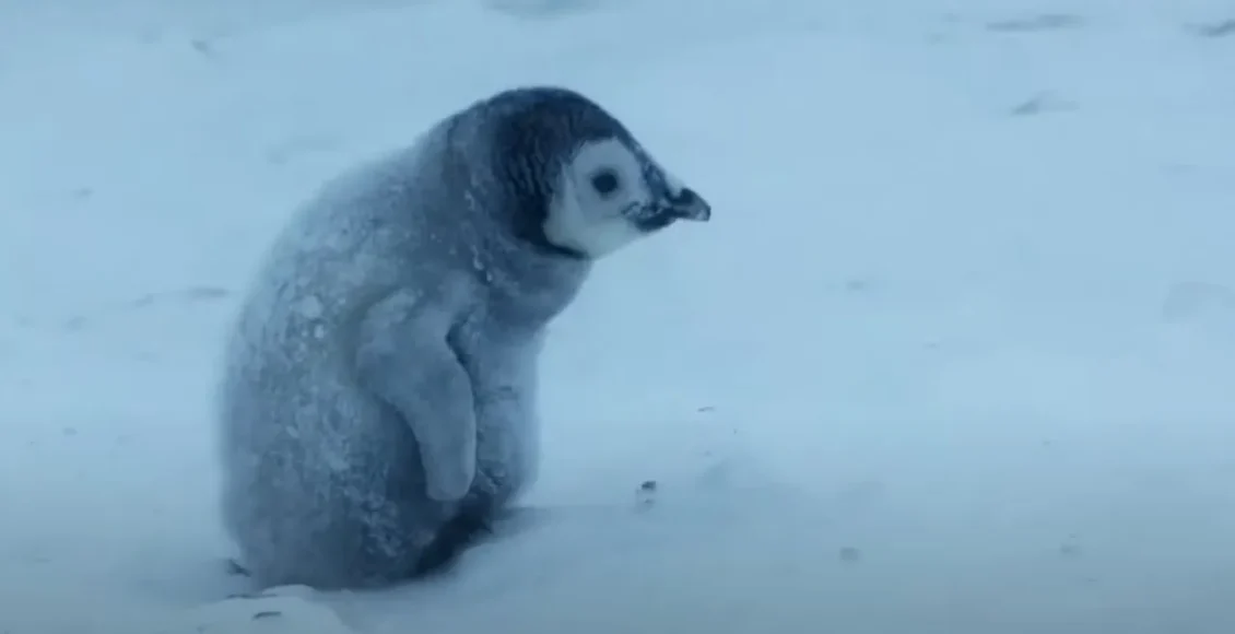 بچه پنگوئن کوچک که باید قبل از یخ زدن در طوفان مادرش را پیدا کند