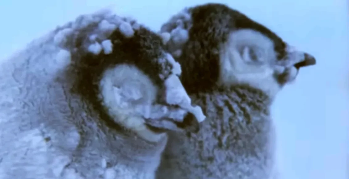 جوجه‌های پنگوئن که برای زنده ماندن در شرایط سخت تلاش می کنند