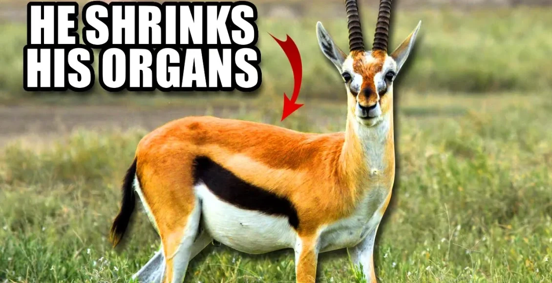 حقایق باور نکردنی راجب آهوهای تامسون