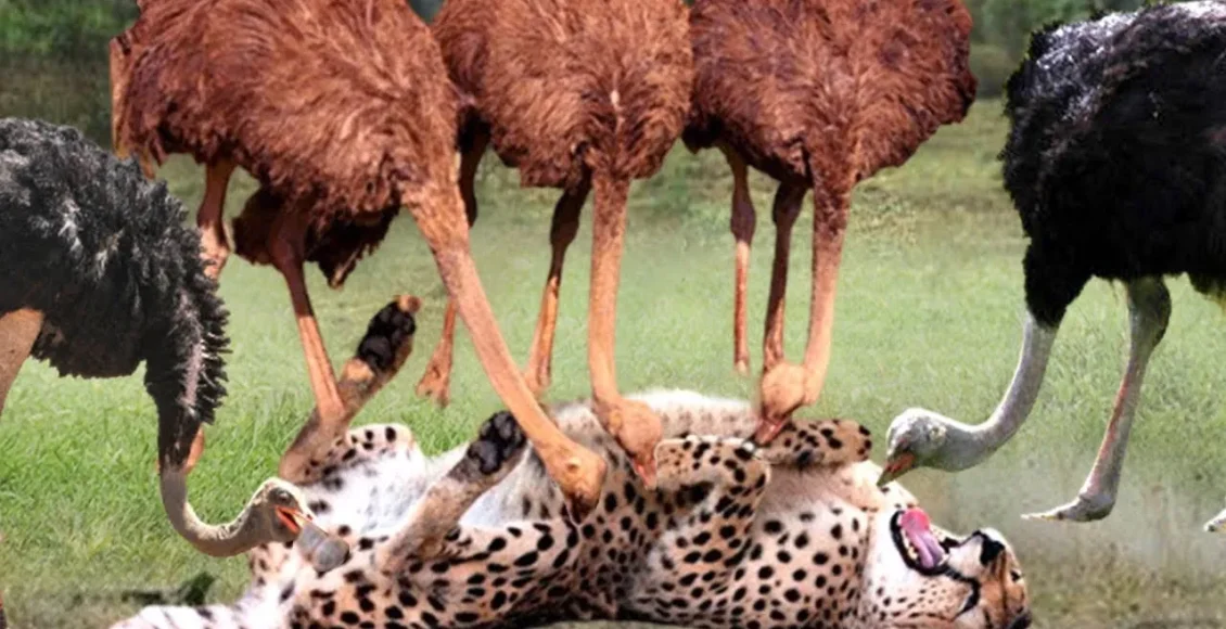 حمله گله شترمرغ‌ها به یوزپلنگ‌ها برای محافظت از پرندگان