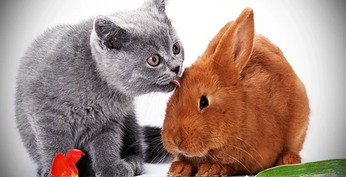 خرگوش عجیب که دوستانش را فقط از گربه ها انتخاب می کند