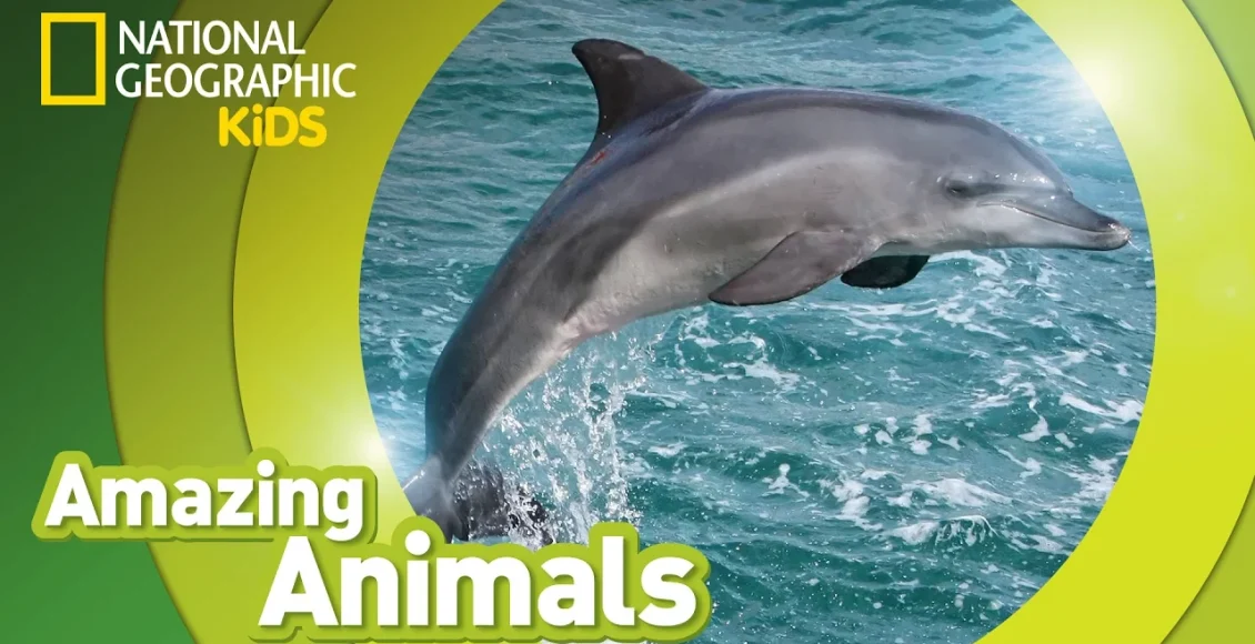 دلفین بطری که یک حیوان دریایی هیجان انگیز است