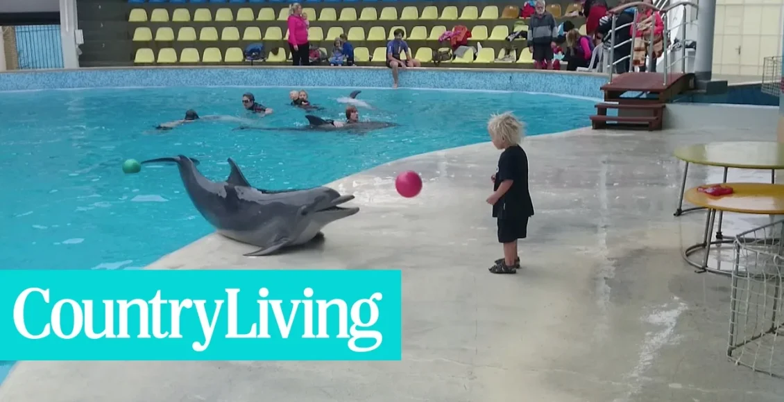 دلفین مهربان که این بچه نوپا را به خوبی سرگرم می کند