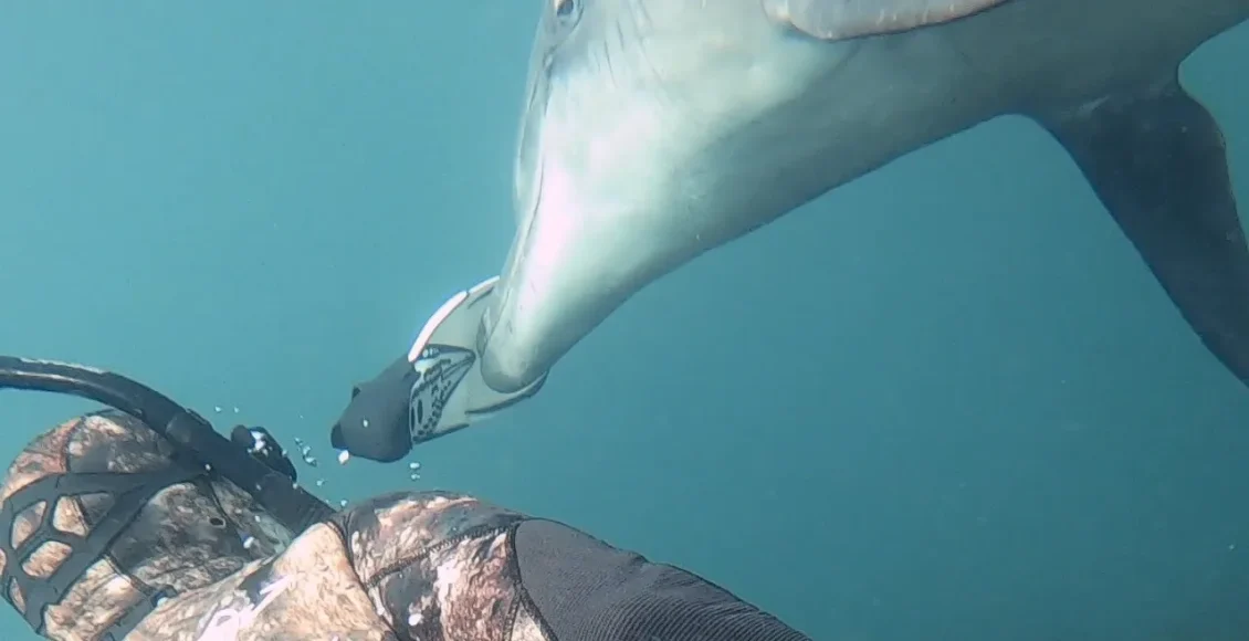 دلفین وحشی که یک کار غیرقابل باور انجام می دهد