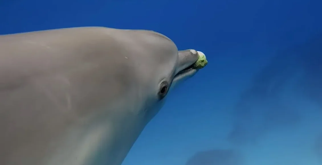 دلفین‌های بامزه که با یک ماهی بادکنکی بازی می کنند