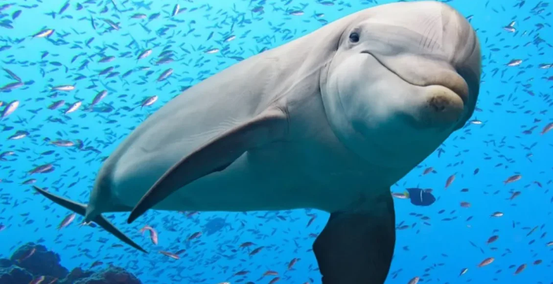 دنیای باشکوه دلفین‌های شاداب