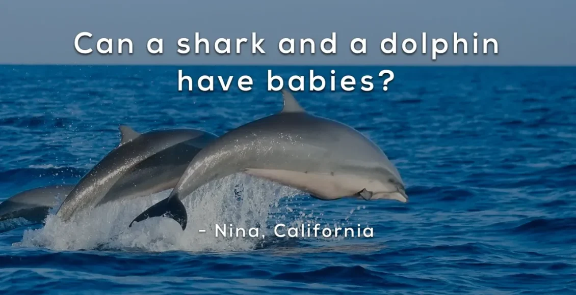 رمز و راز بچه‌دار شدن دلفین‌ها با کوسه‌ها