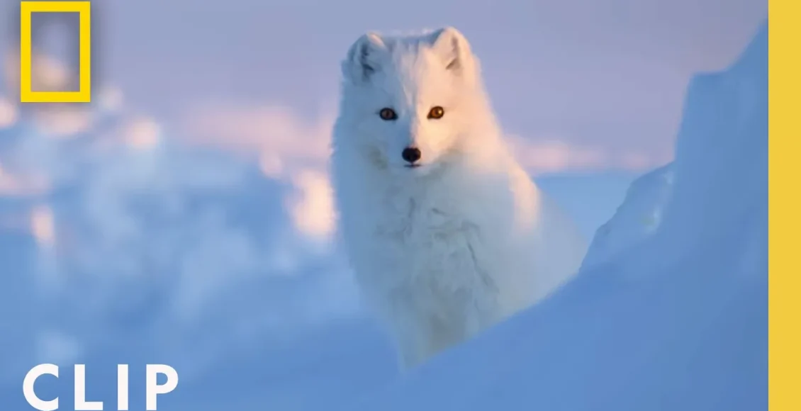 روباه قطبی که آنقدر سفید است در لا به لای برف ها دیده نمی شود