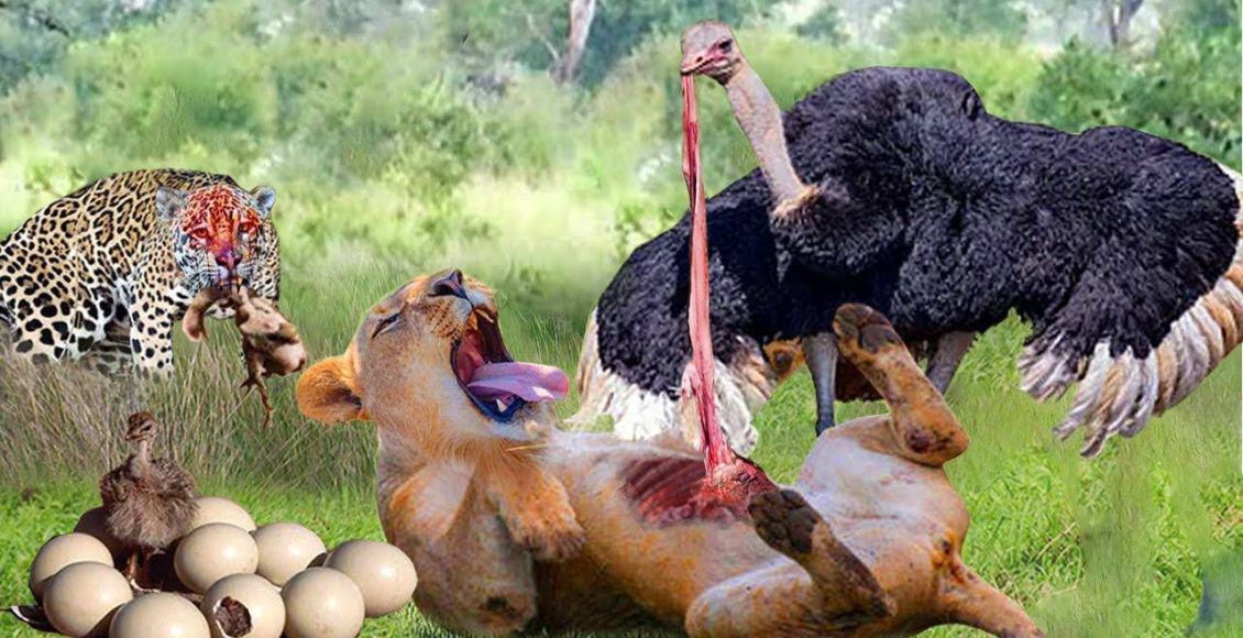 شترمرغ شجاع که همزمان با یوزپلنگ، کفتار و شیرها مبارزه می کند