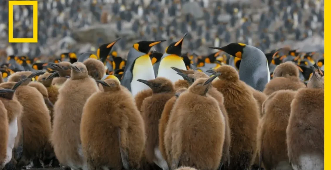 شهر پنگوئن‌ها در قطب جنوب که چهارصد هزار پنگوئن مختلف دارد