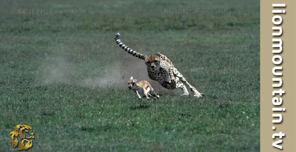 شکار بی‌رحمانه آهوی پرسرعت توسط یوزپلنگ زیرک