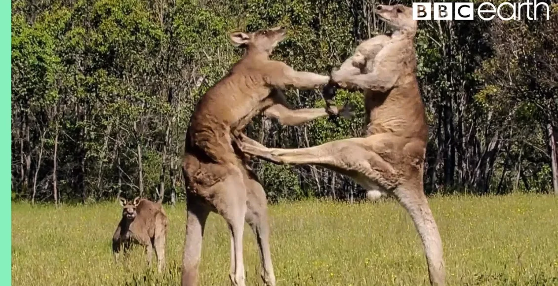 مبارزه بوکس کانگروهای وحشی