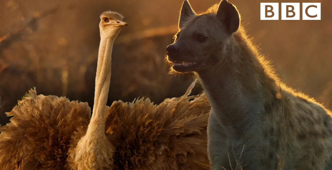 مبارزه شترمرغ عصبانی با کفتارهای زالیکا