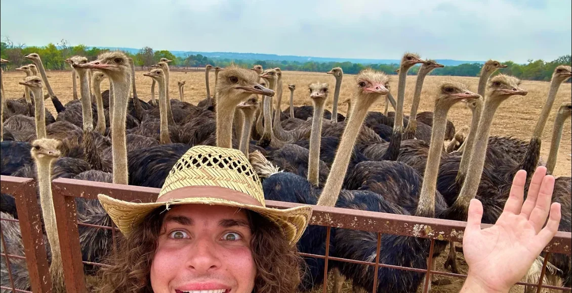 مزرعه شترمرغ‌ها و نگه داری سخت آنها