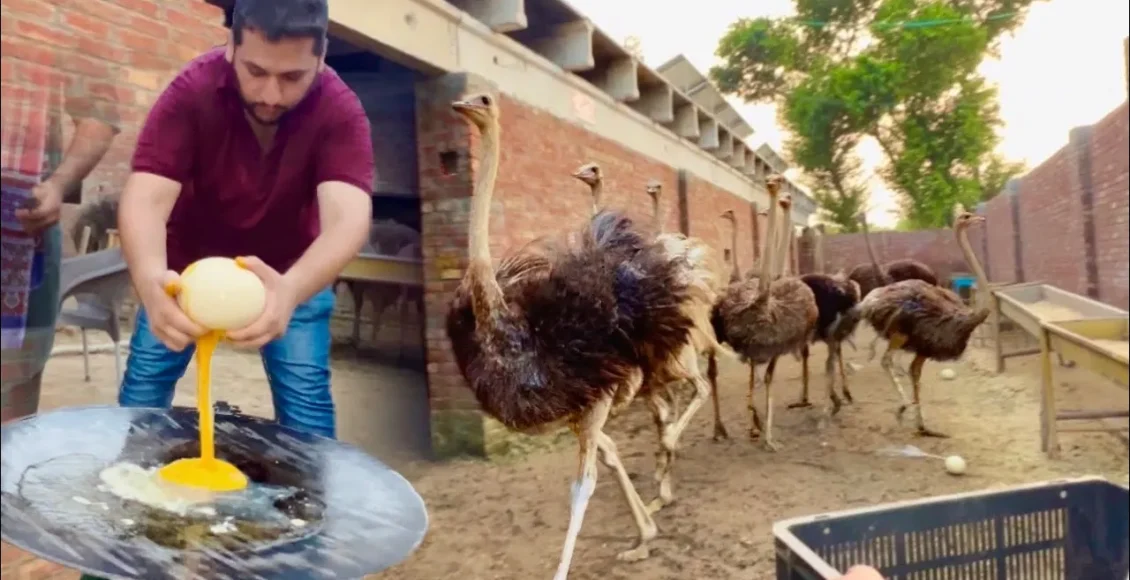 مزرعه پرندگان که پر از تخم شترمرغ است