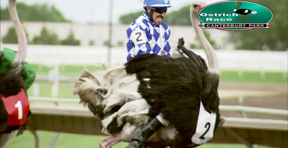 مسابقه جالب و خنده دار شترمرغ سواری