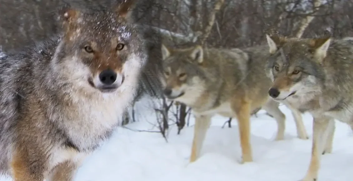 ملاقات با گله گرگ‌ها در سرزمین‌های پوشیده از برف