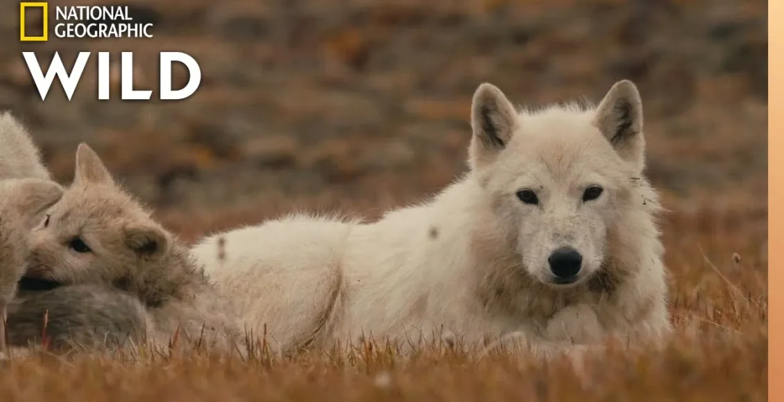 ملکه‌ی گرگ‌های سفید همراه با توله هایش