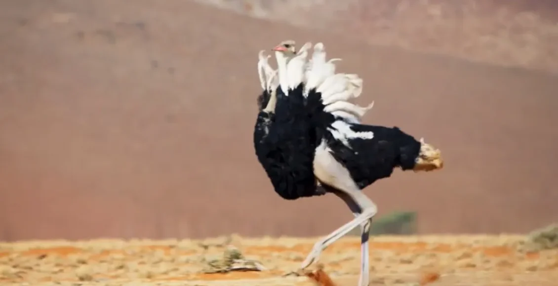 نحوه زندگی و جفت گیری شترمرغ‌های پر انرژی